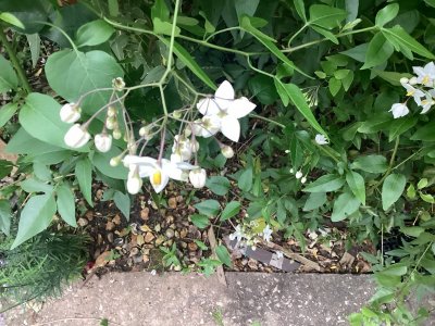 IMG_0085.jpeg