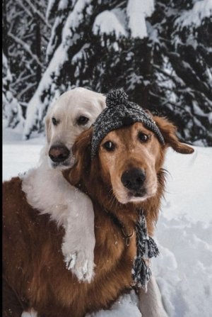 animal cuddle.jpg