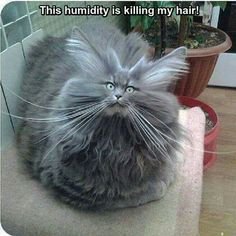 catitude.jpg
