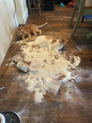cattitude spill.jpg