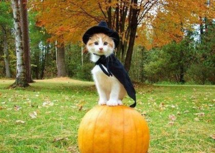 halloween cat sf.jpg halloween cat sf.jpg