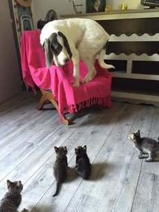 scareddog.jpg