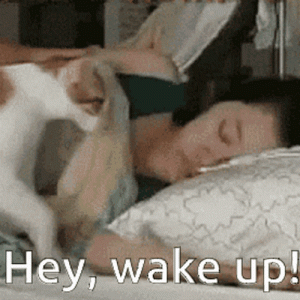 cat-wake-up-lady-k1bbk59rrvkjoweq.gif