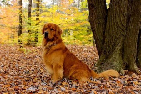 dog posing fall copy.jpg