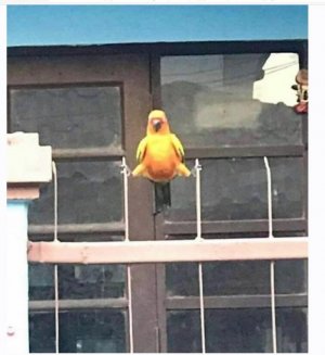 SC.jpg