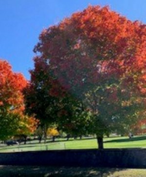 TREE 4.jpg