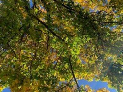 TREE 8.jpg
