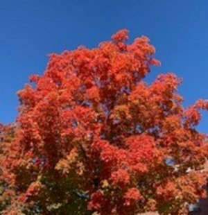 TREE 13.jpg