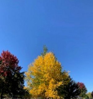 TREE3.jpg