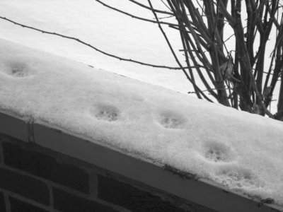 catprintssnow2 (2).jpg