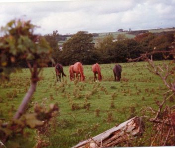 Horses Grazing nd.jpg