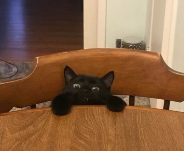 cattitude in black.jpg