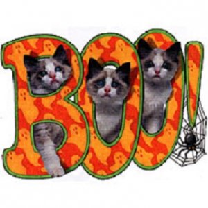 boo-cats.jpg