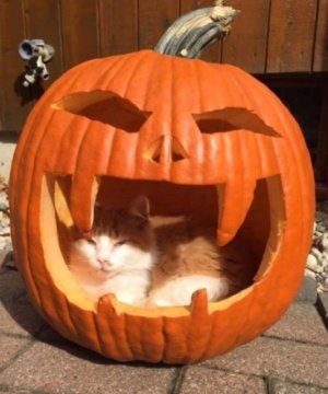 Cat Pumpkin.jpeg