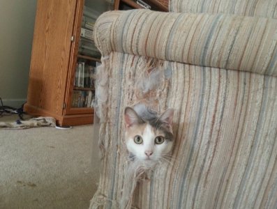 peekingcat.jpg