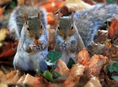 Fall squirrels.jpg