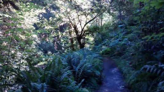 Fern Canyon 2.jpg