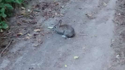 Fern Canyon Bunny.jpg