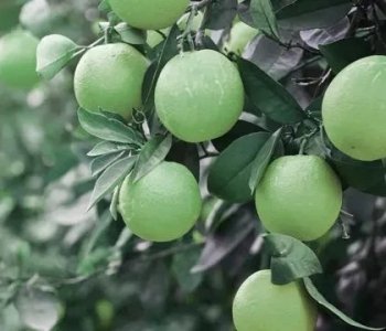 green-oranges~2.jpg