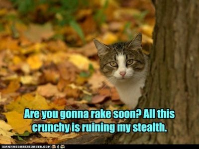 CAT FALL RAKE.jpeg