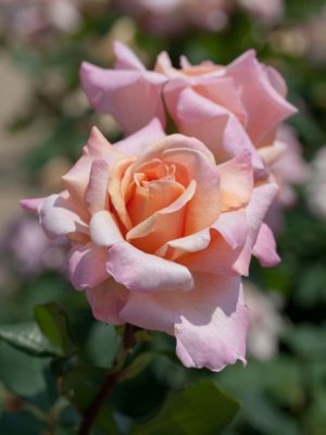 roses 4 sf.jpg