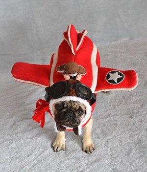 pug-pilot-tina-moreau.jpg
