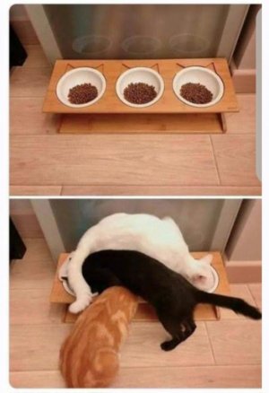 cats 3.jpg