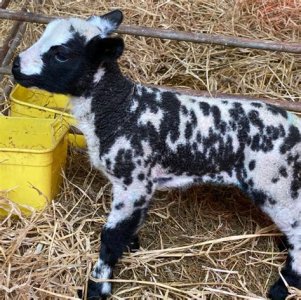 lamb.jpg