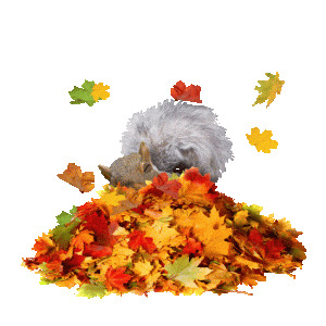 fallsquirrel.gif