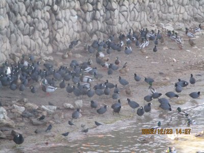 IMG_5131.JPG