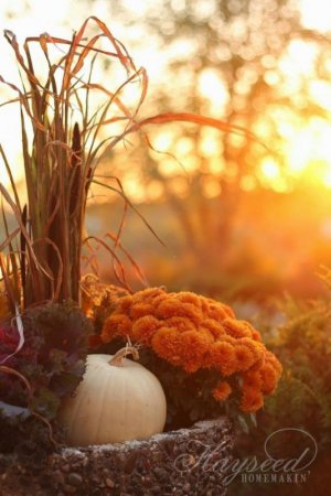 autumn2.jpg