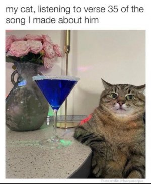 cattitude song.jpg