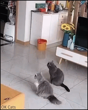 Funny Cat GIF • BANG! BANG! 2 funny cats play dead after finger shots! [ok-cats.com].gif