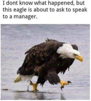 tys.JPG