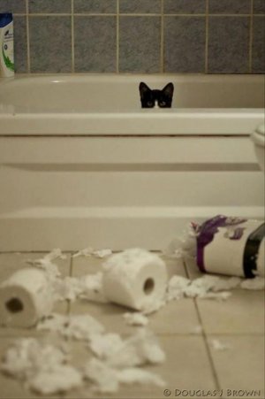 cattitude2.jpg