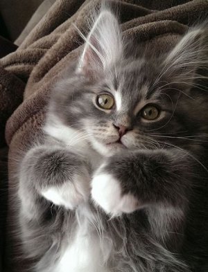 cattitude in gray.jpg