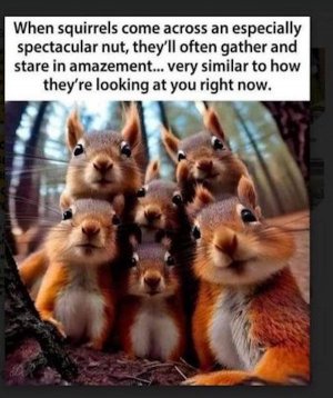 Squirrels stare..jpg