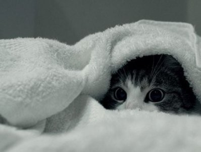 cattitude co.jpg