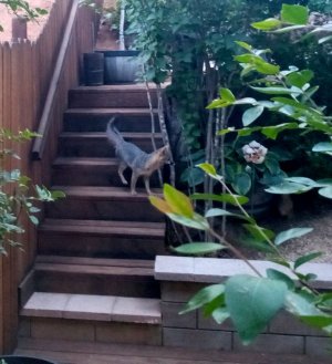 Fox on deck.jpg