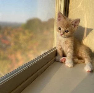 peace kitten window 4 s.jpg