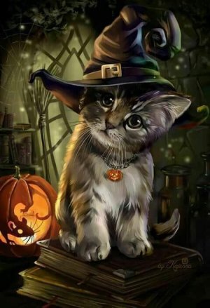 gray kitten & pumpkin.jpg
