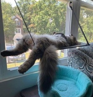 cattitude bl.jpg cattitude bl.jpg