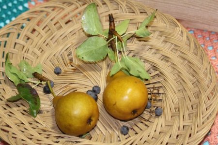 pears fin 2.jpg
