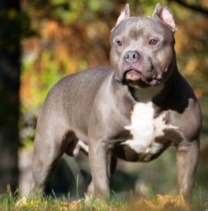 Big Doggie.jpg
