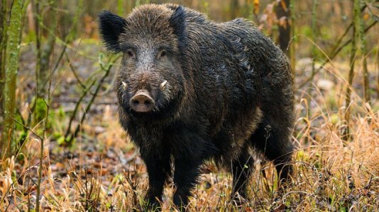 wild-boar-male-alamy-fj4x58-blickwinkel.jpg