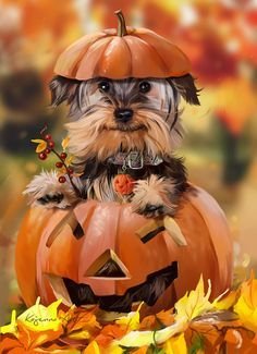 dog.jpg