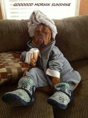good morn dog.jpg