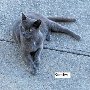 Stanley2.jpg Stanley2.jpg