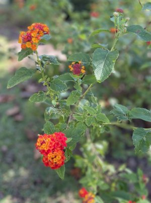 IMG_0828.jpeg