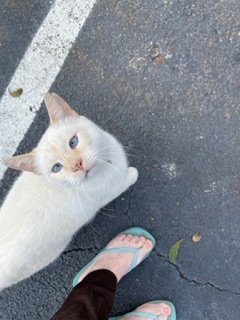 IMG_0833.jpeg